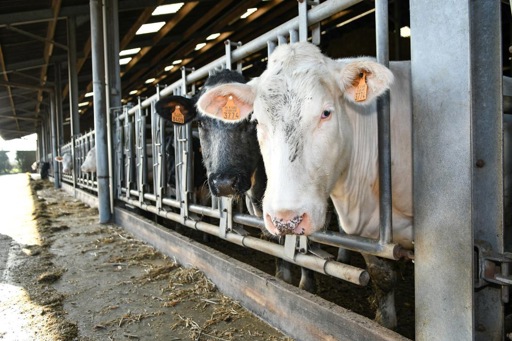 Belgium's pig and cattle populations slightly decrease