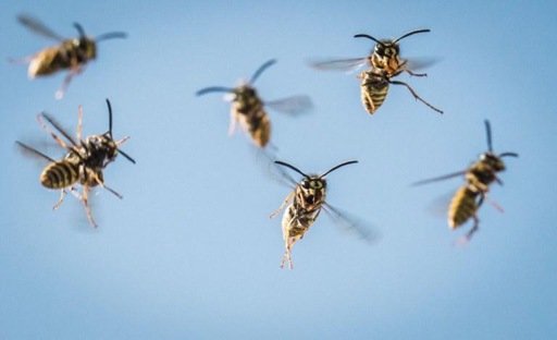 Getting rid of wasp nests not considered an emergency, says Belgian 112
