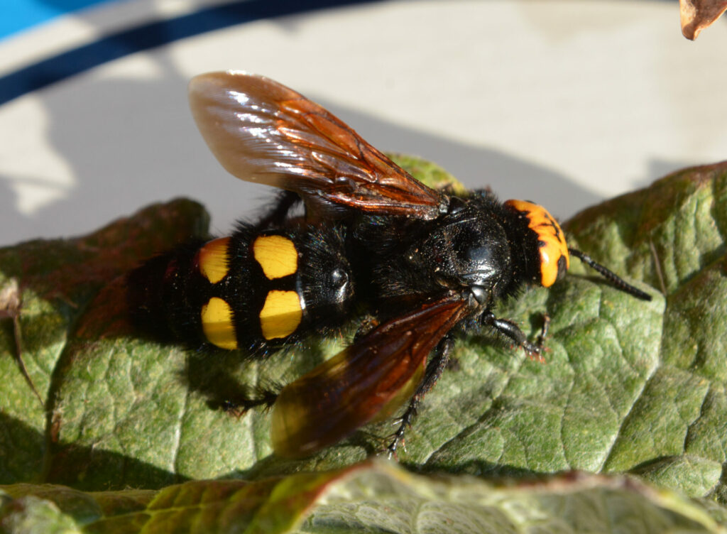 Largest wasp in Europe found in Belgium for the first time