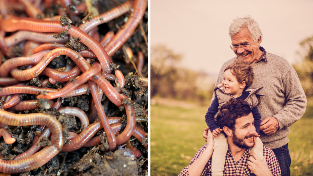 Researchers discover proteins that can slow down ageing – in worms
