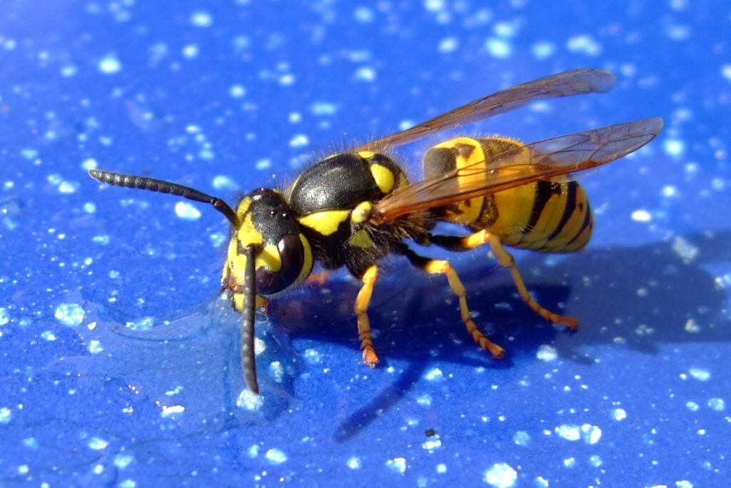 Wasp season expected to be particularly bad this summer
