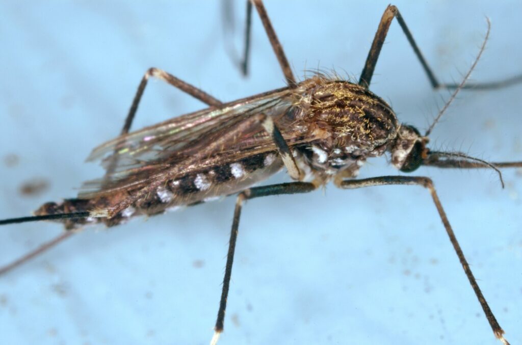Exotic forest mosquito discovered in Flanders