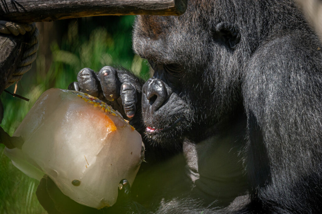 Animals at Antwerp Zoo stay cool with ice cream treats