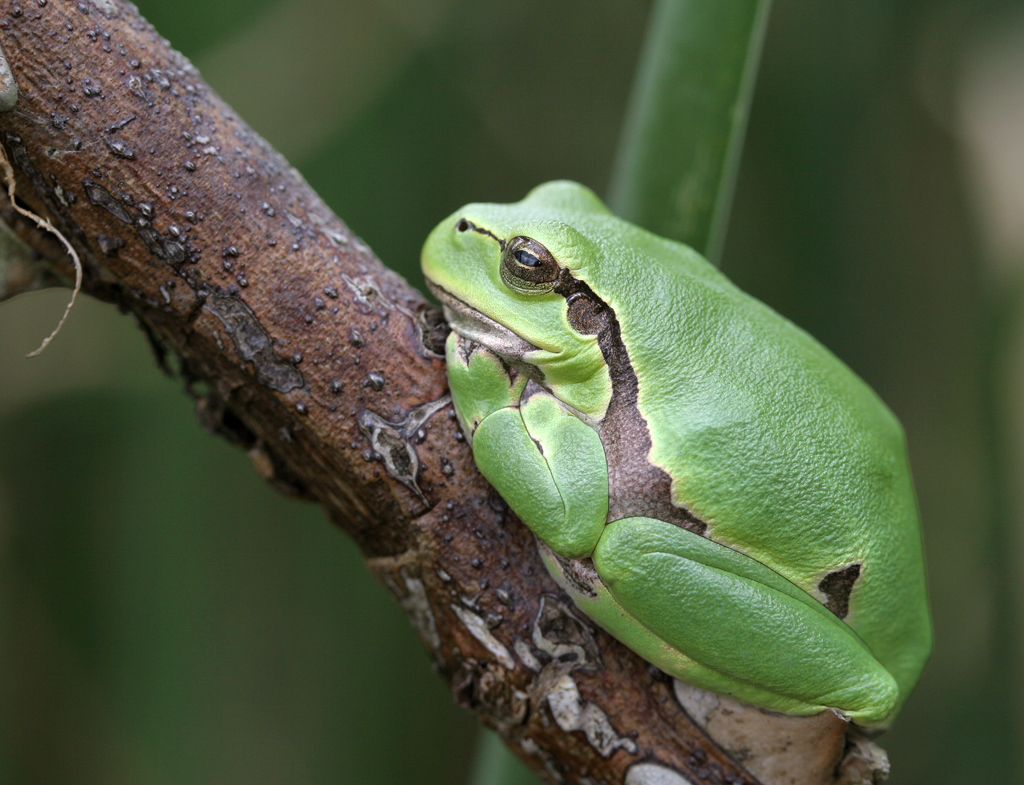 Tree frogs reintroduced at specialist sites in Wallonia