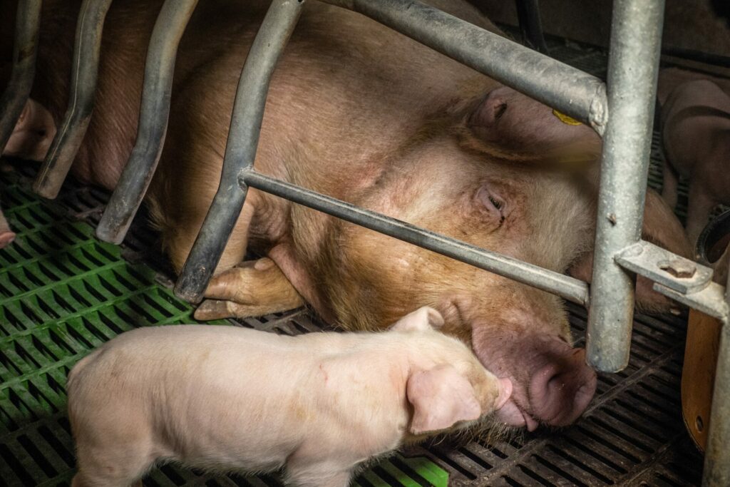 Undercover investigation reveals animal welfare violations at pig farms in EU countries