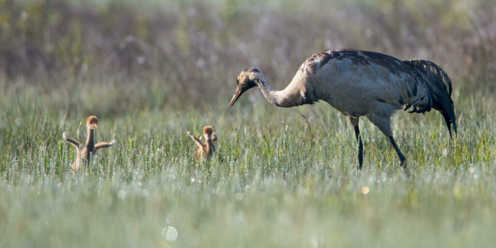 New 'cranes in the sky': Belgium welcomes another baby chick