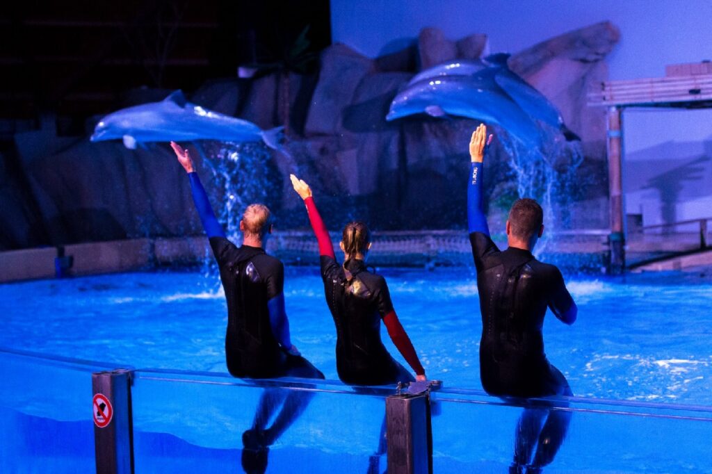 Activists disrupt dolphin show in Bruges
