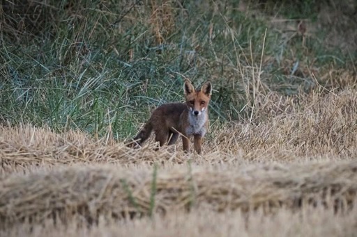 Bird flu kills at least two foxes at Belgian Coast