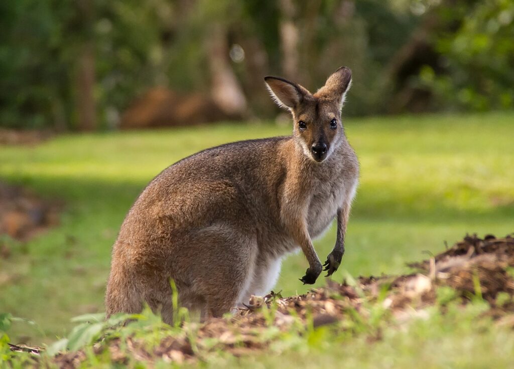 Second wallaby on the loose in Kortenberg