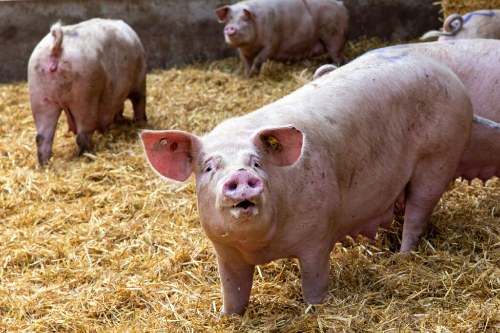 Pork accounts for over half of the meat consumed in Belgium