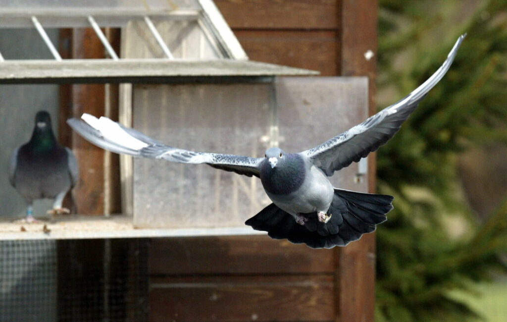 'Quite a shock': Pigeon fanciers in Belgium plagued by thefts