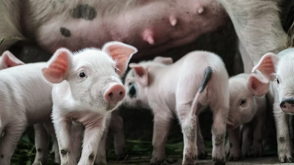 What we could do to improve the lives of 146 million pigs in the EU
