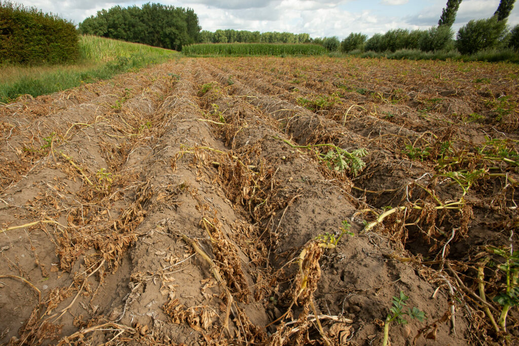 Belgium braces for poor potato harvest following long period of drought