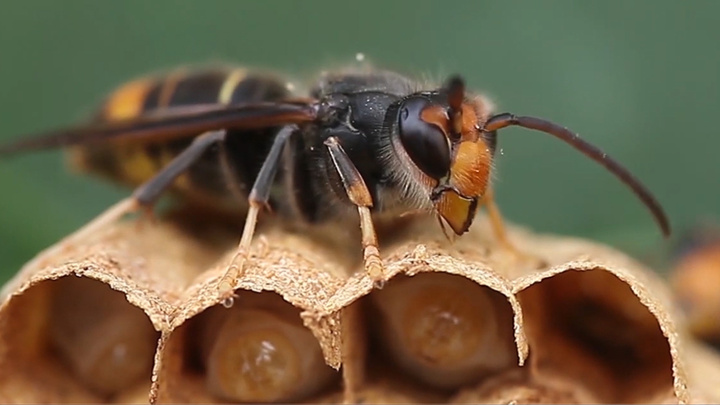 'Unnecessary scaremongering': Continued control of asian hornets guaranteed