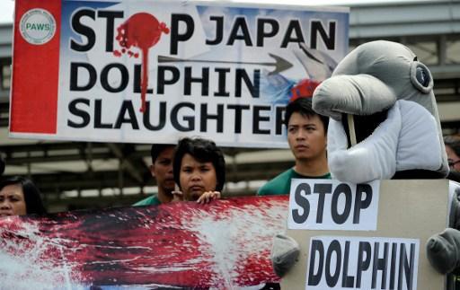 Controversial dolphin hunting season opens in Japan