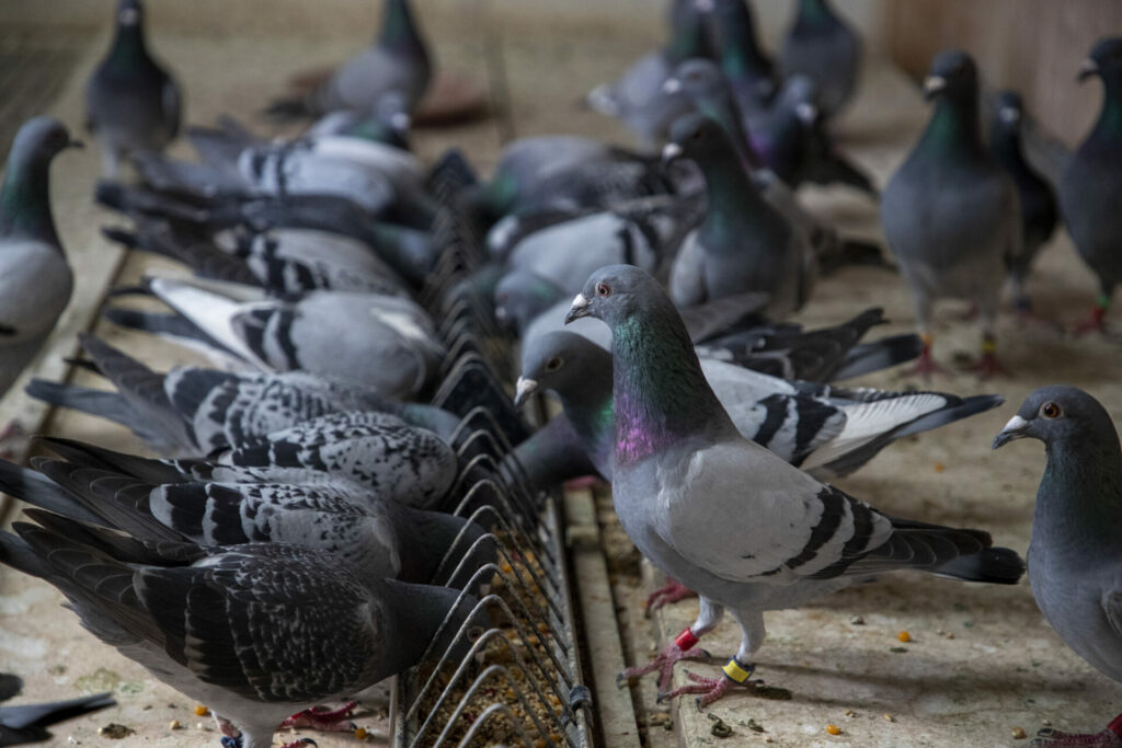 Charleroi to feed its pigeons with contraceptive seeds