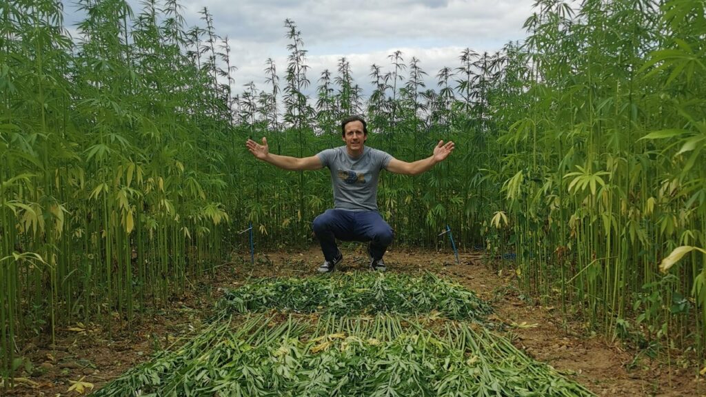First Belgian harvest of legal hemp for cannabis oil
