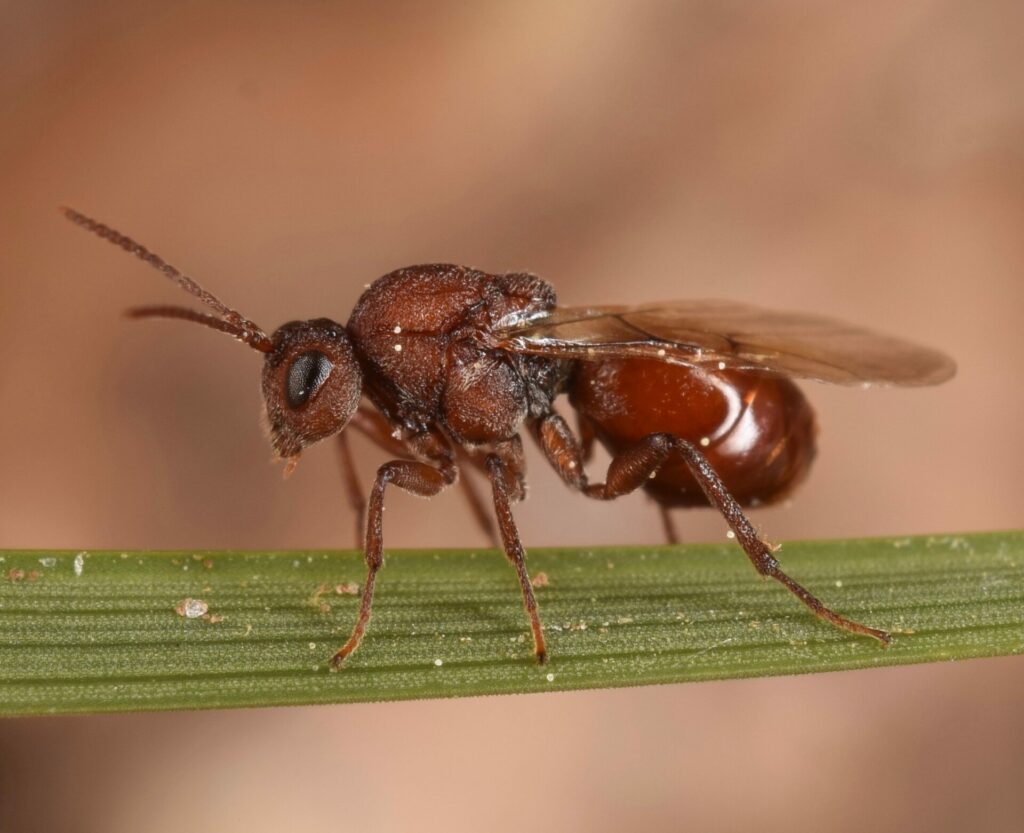 Is global warming bringing Mediterranean wasps to Belgium?