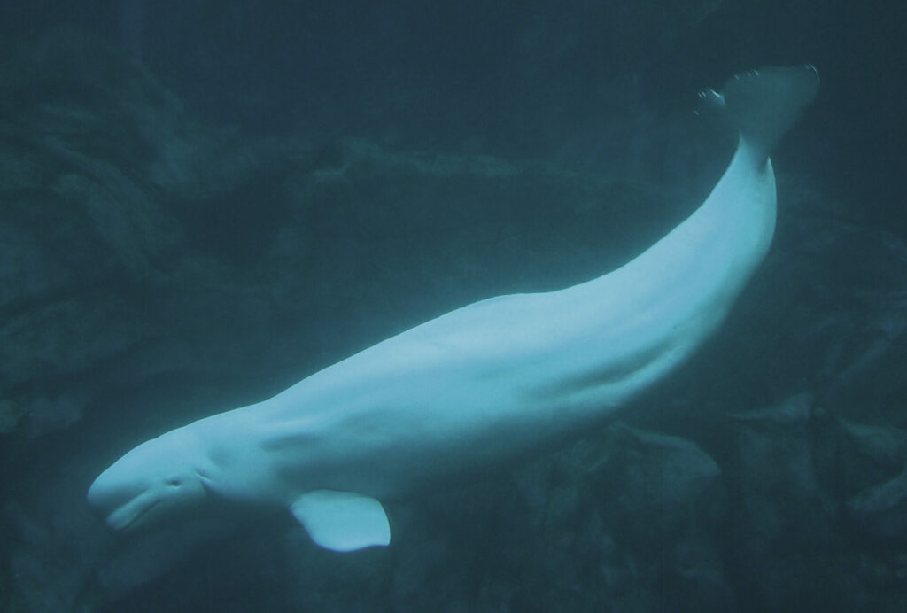 Trapped beluga whale lifted out of Seine hours before death