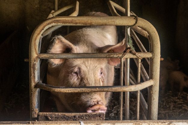 Female pigs must go cage-free, says EU agency