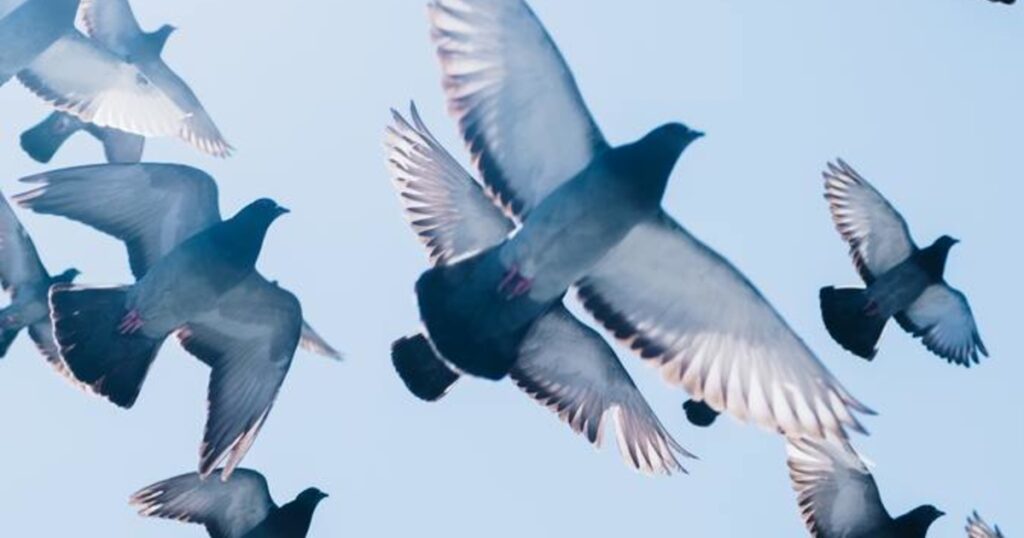 Some 20,000 pigeons missing after international competition in France