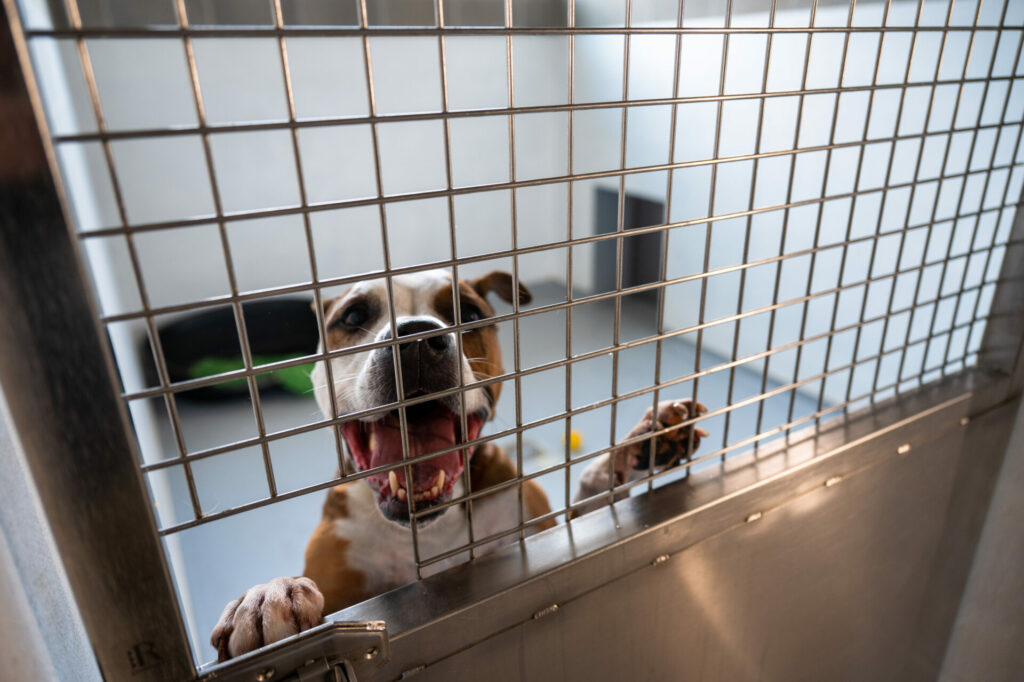 Animal shelters in overdrive as owners abandon pets after summer holidays