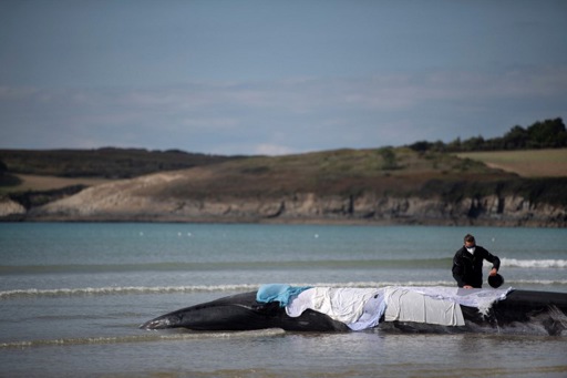 Three whales washed up on Brittany's coast in three weeks