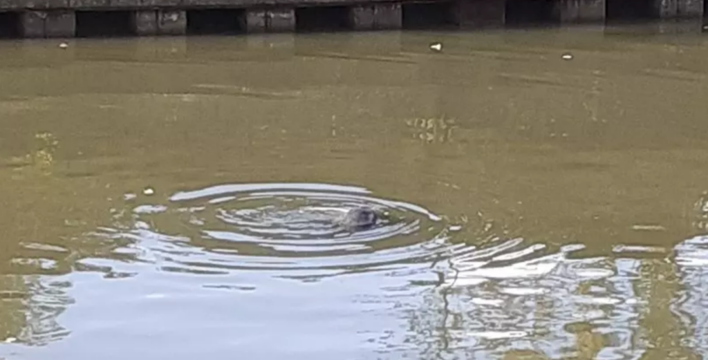 Seal turns up in river in Ghent city centre
