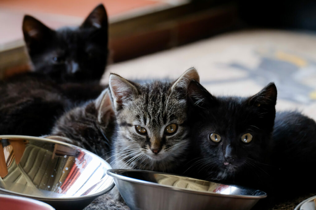 'Feline overpopulation': Brussels reinforces its cat sterilisation policy