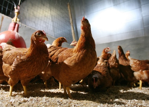 Bird flu detected in poultry farm in Flanders