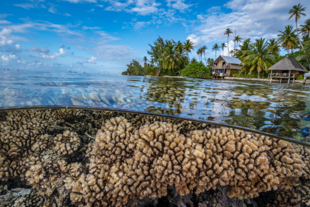Coral diversity could help reefs survive climate change, study finds
