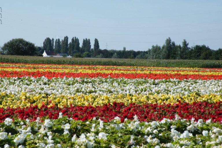 Begonia fields