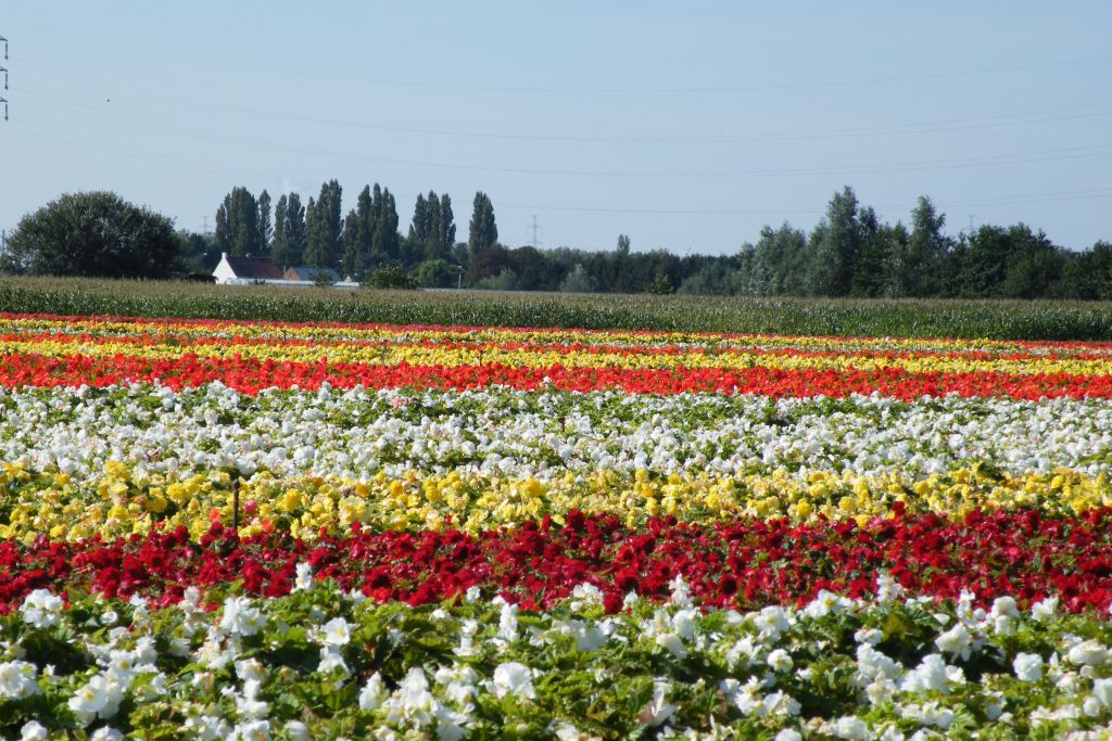 Hidden Belgium: Begonia fields