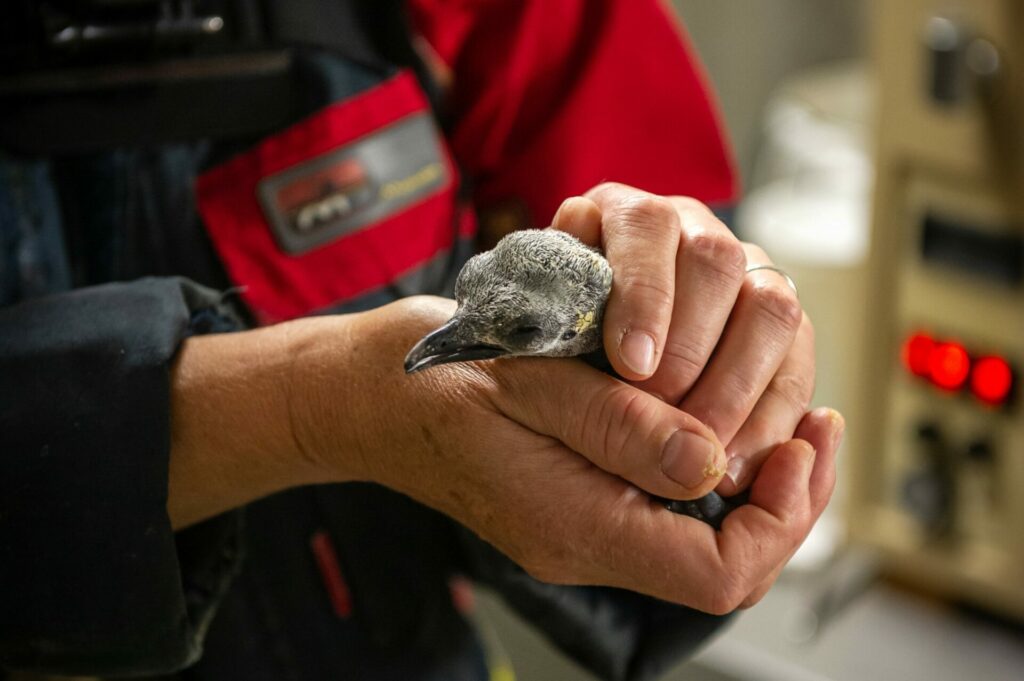 Antwerp Zoo welcomes king penguin chick