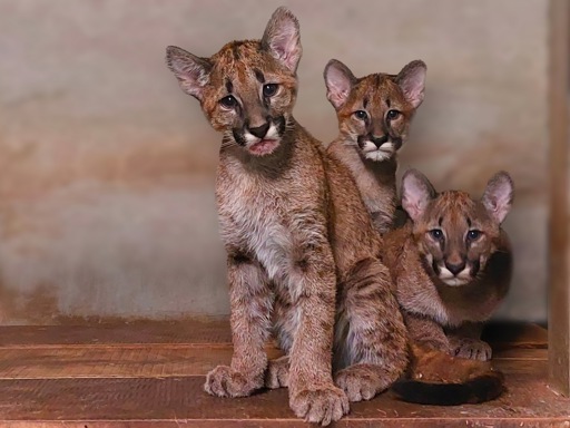 Three puma cubs born at Pairi Daiza zoo in Wallonia