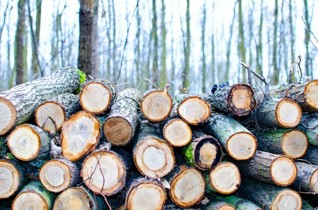 Belgian municipalities replenish budget by selling wood