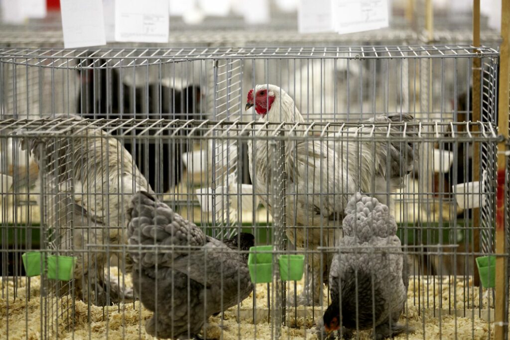 No human transmission of largest avian flu epidemic in Europe ever