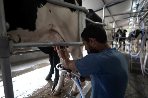 Flemish cows produce more milk