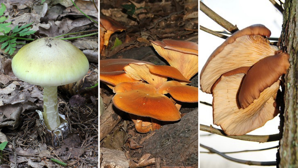 Mushroom poisoning: 24 hospitalisations this year in Belgium