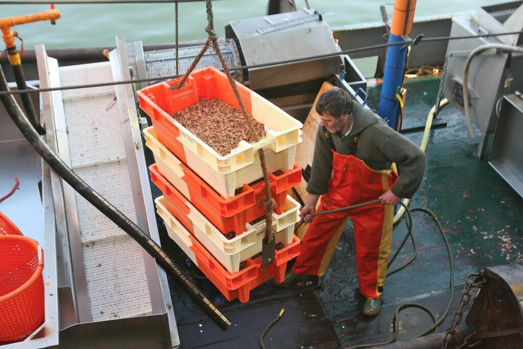 'Catches of 4,000 kg in few days': Shrimp explosion off Belgian coast