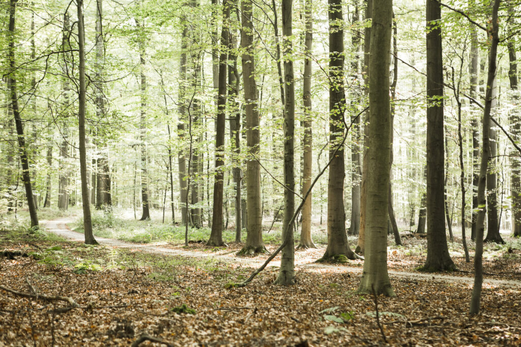 Belgium’s forests are not an option for firewood