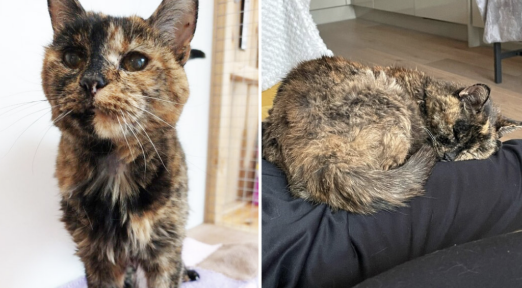 World's oldest cat nears 27, same age as her owner