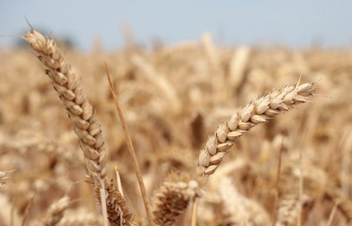 Global food prices stable in October, says FAO