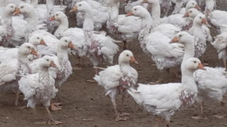 Dierenwelzijn: levend plukken van ganzen is in strijd met de EU-wetgeving
