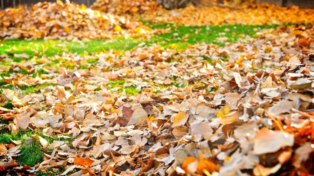 Three reasons to leave your autumn leaves on your lawn