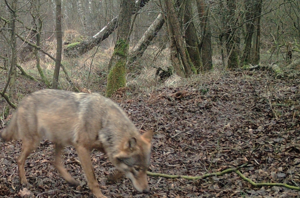 Flanders to allow shooting of 'problematic' wolves with paintball guns