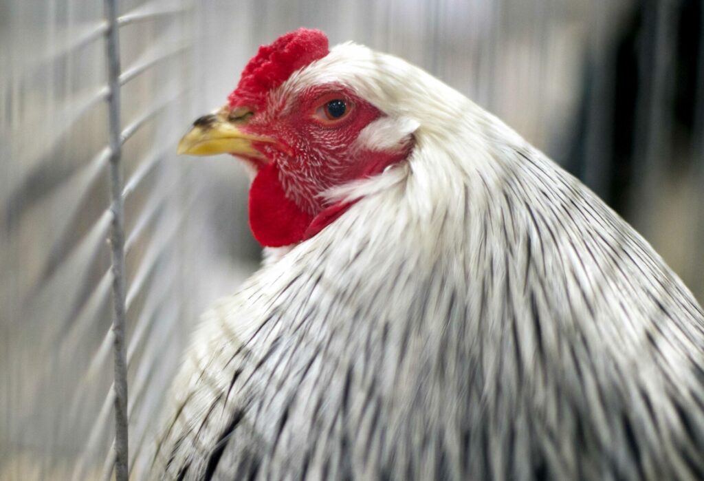 Chickens can now be seized by bailiffs in Belgium