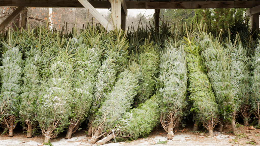 Christmas tree production costs rise by 20%