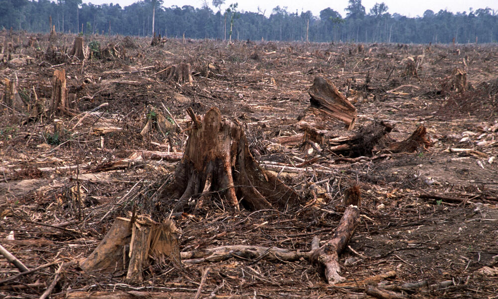 EU agrees ban on products causing deforestation