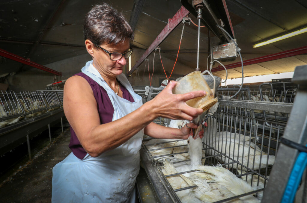 Christmas without foie gras? Flanders becomes force-feeding-free